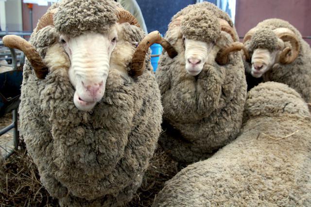 самая распространенная порода овец в австралии название