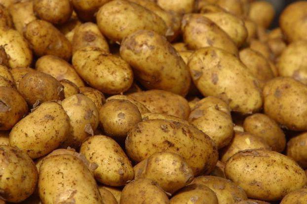 лучшие сорта картофеля в Белоруссии