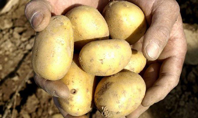 белорусские сорта картофеля