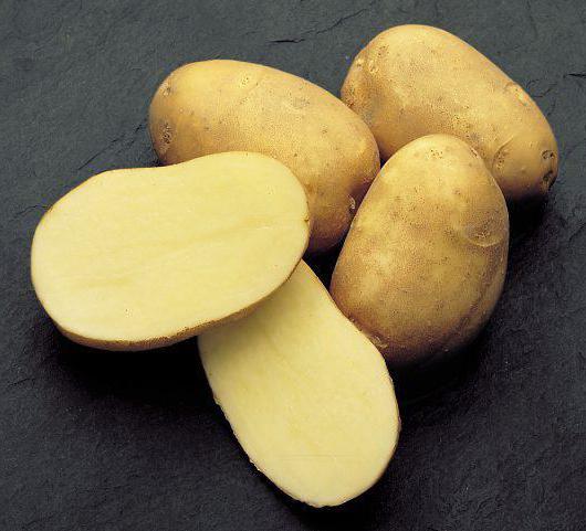 разваристые сорта картофеля в Белоруссии