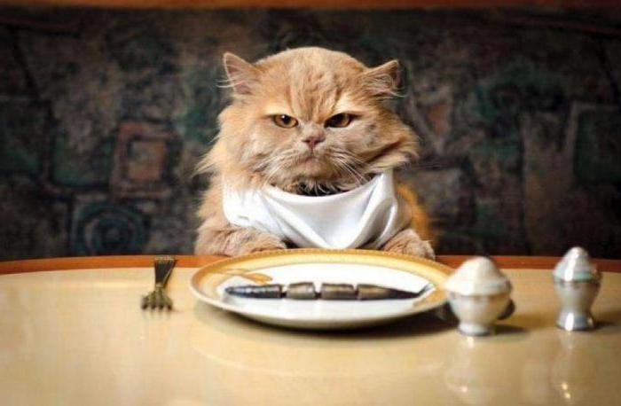 кот не ест сухой корм почему