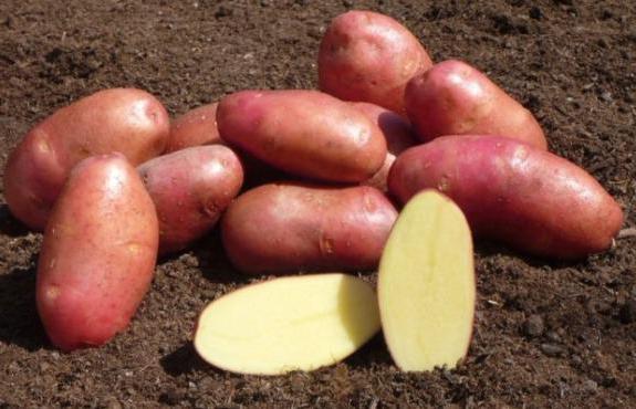 сорт картофеля ред скарлет характеристика 