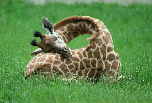 Как спят жирафы в природе