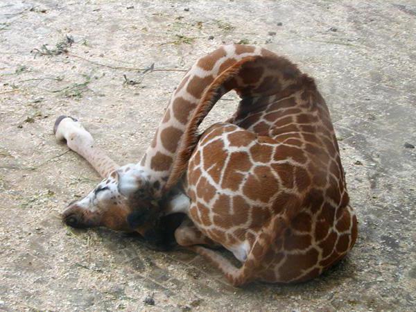 Как спят жирафы в зоопарке