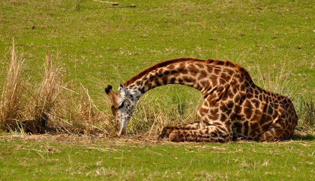 Как спит жираф: стоя или лежа