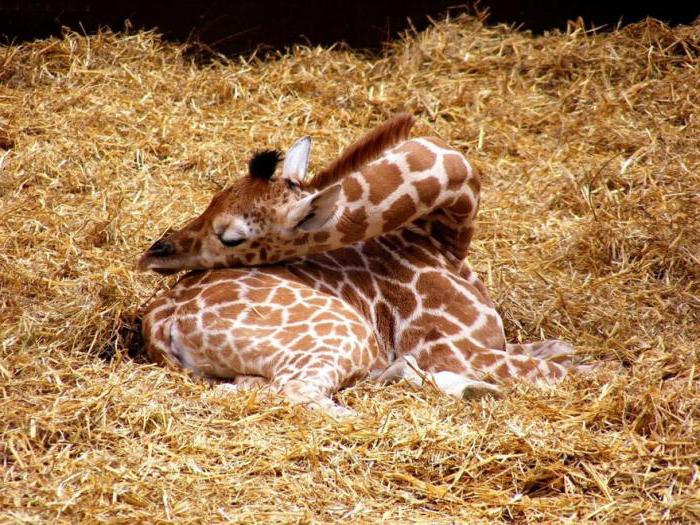 Как спят жирафы: фото