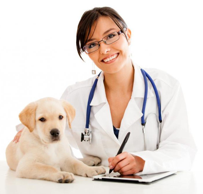 лечение энцефалита у собак 