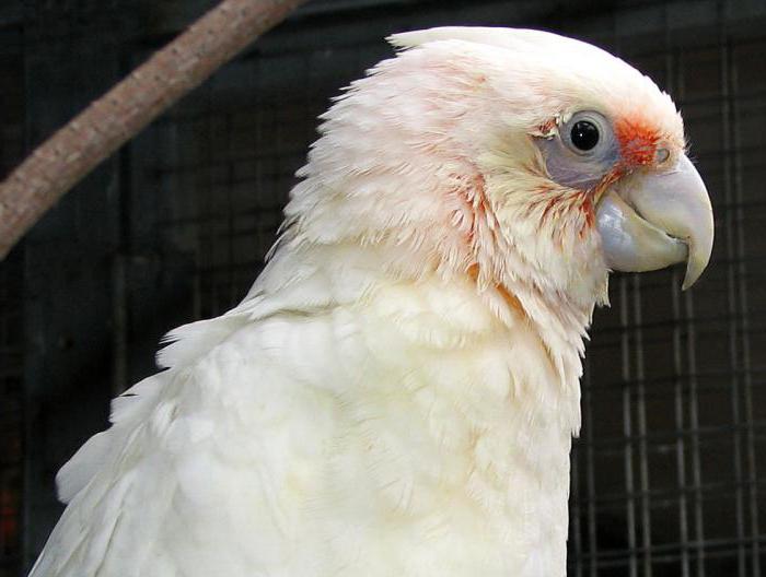 попугай корелла или волнистый отзывы владельцев