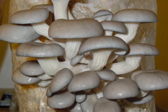 как вырастить грибы 