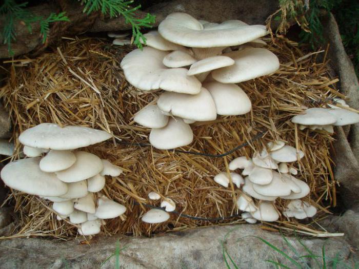 как выращивать грибы в подвале 