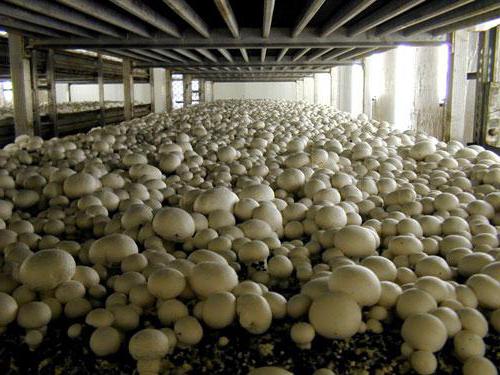 какие грибы можно выращивать 