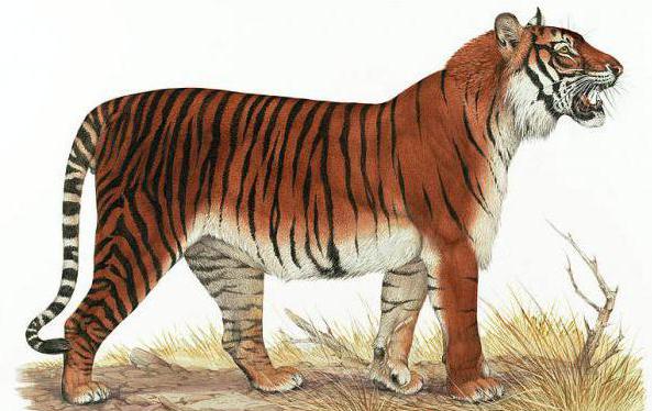  балийский тигр описание