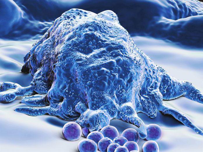 Макрофаги - это клетки иммунитета, которые необходимы для полноценной защиты организма от агрессивных воздействий