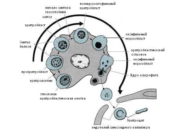  клетки макрофаги