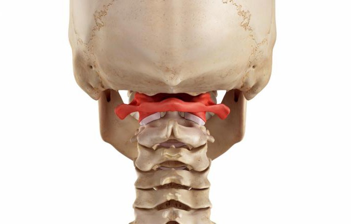 строение шейных позвонков