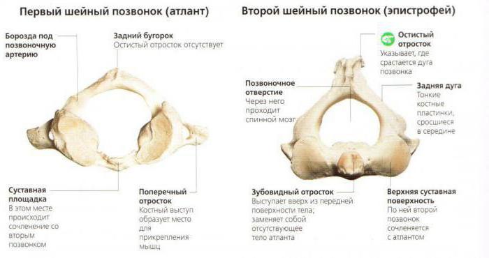 строение шеи