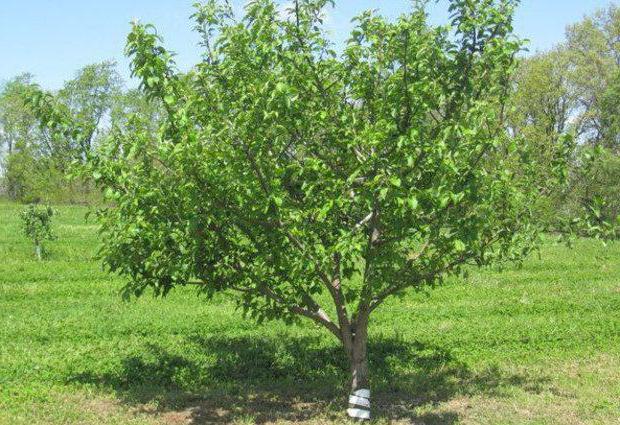 Башкирская красавица яблоня фото