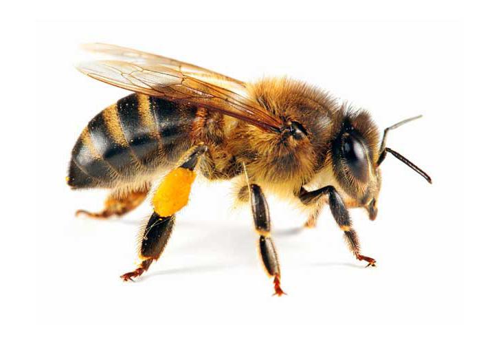 пчела строение
