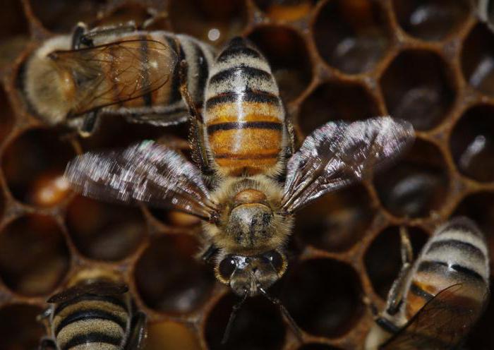 как пчелы собирают пыльцу
