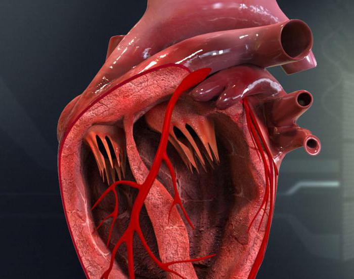Автоматия сердца - описание, механизм и особенности