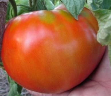 томат король королей отзывы фото урожайность