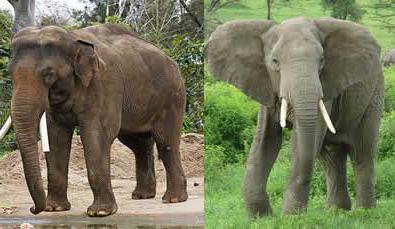 индийский или африканский слон больше