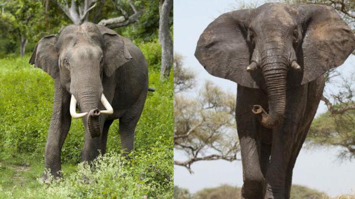 слон африканский и индийский слон