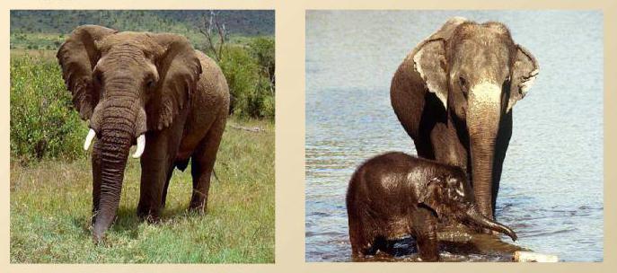  индийский слон и африканский слон отличие