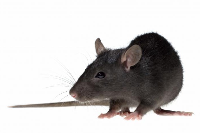 ультразвуковой отпугиватель мышей и крыс град отзывы