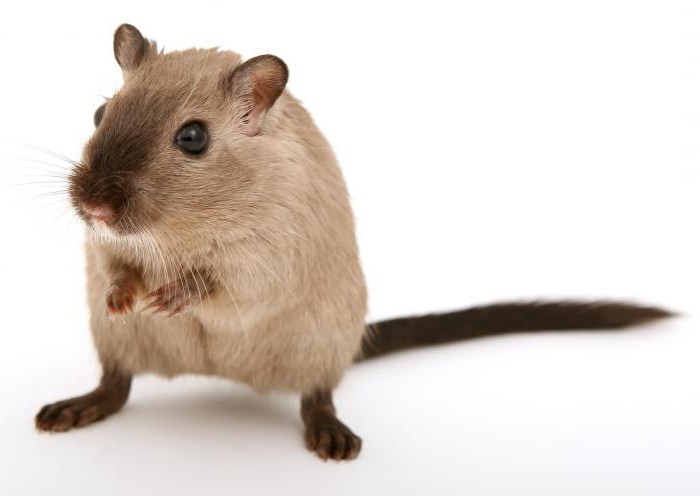 ультразвуковой отпугиватель грызунов отзывы мышей и крыс