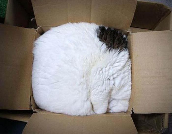 Почему коты любят спать в коробках