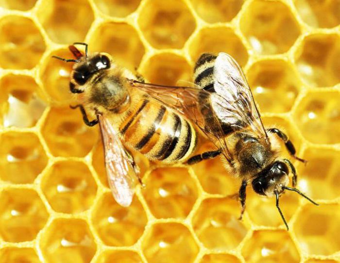 Почему мед засахарился