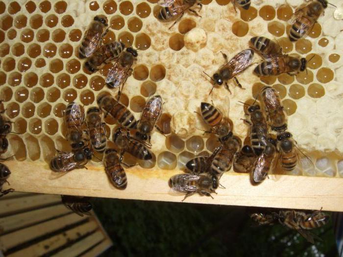 Почему быстро засахаривается натуральный мед
