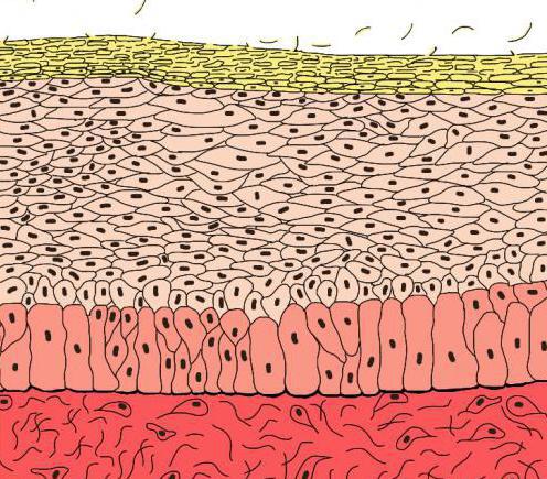 слои эпидермиса кожи 