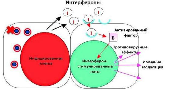 интерферон человеческий лейкоцитарный инструкция по применению