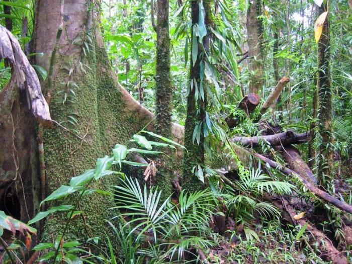 Флора экваториальных лесов