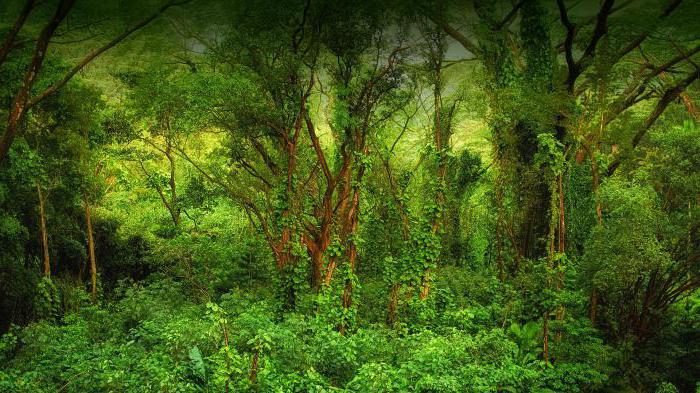 Климат экваториальных лесов 