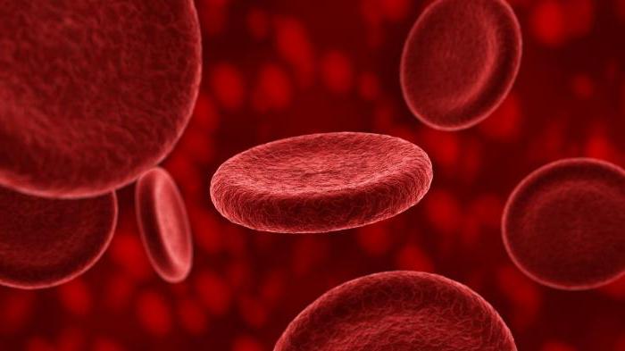 мелкие безъядерные клетки крови