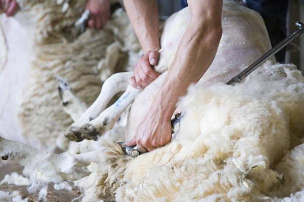 сколько ягнят приносит овца куйбышевской породы 