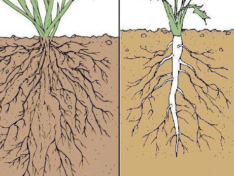 виды корневых систем
