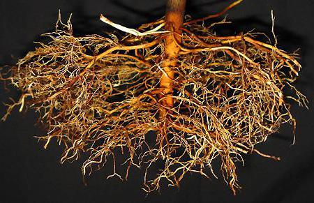 корень виды корневых систем
