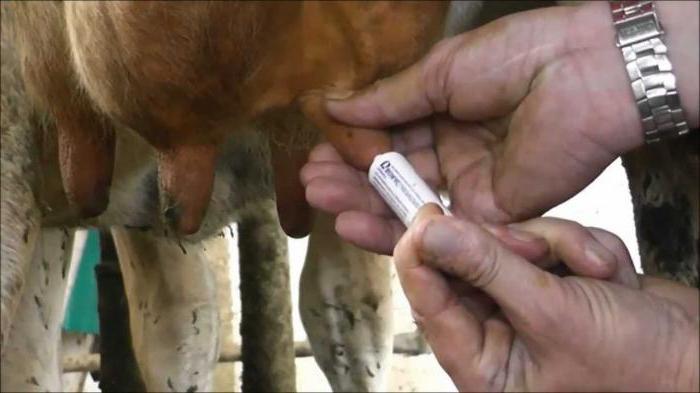 Инструкция по применению "Мастиета Форте": лечение мастита у коров