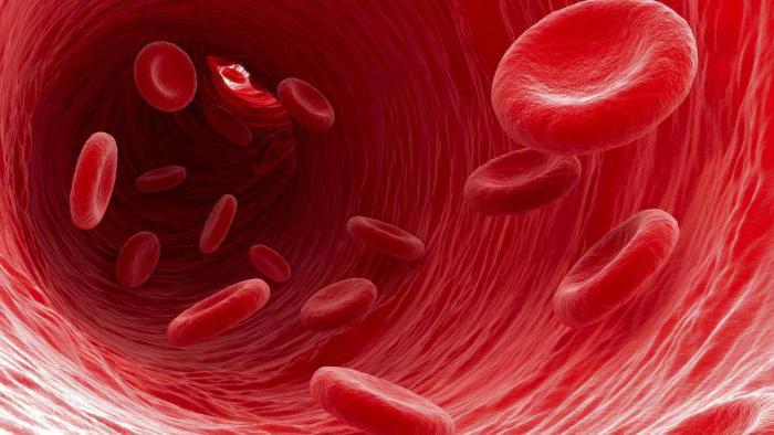 анализы крови при заболеваниях крови