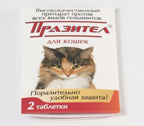 празител для котят