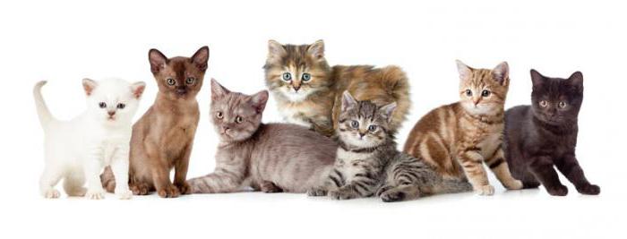разновидности кошек