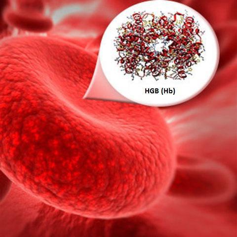Как обозначается гемоглобин в анализах крови?