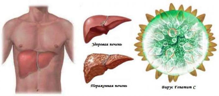 анализ пцр 