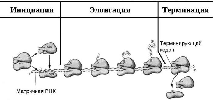 транскрипция это в биологии определение