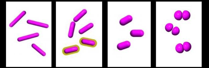 бактерии примеры названия