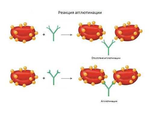 склеивание эритроцитов 